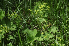 Alchemilla leiophylla