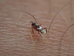 Homalotylus