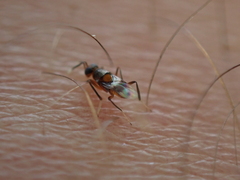 Homalotylus
