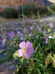 Geranium himalayense