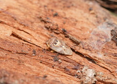 Eupolemus angularis
