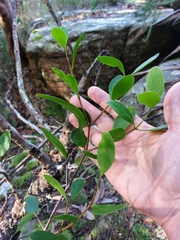 Muellerina celastroides