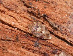 Eupolemus angularis