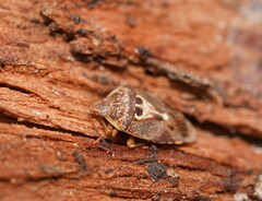 Eupolemus angularis