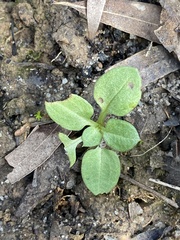 Pterostylis grandiflora
