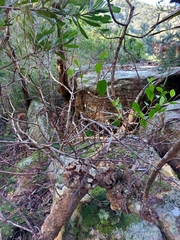 Muellerina celastroides