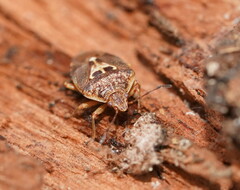 Eupolemus angularis