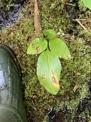 Symplocarpus foetidus