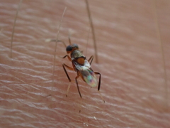 Homalotylus