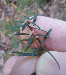 Micrantheum ericoides