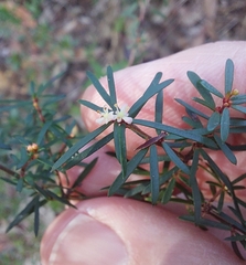 Micrantheum ericoides