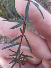 Micrantheum ericoides