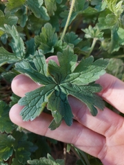 Geranium himalayense