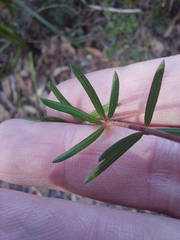 Micrantheum ericoides