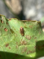 Galerucella grisescens