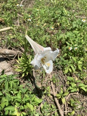 Lilium longiflorum scabrum
