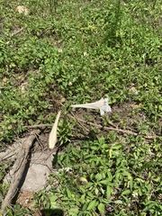 Lilium longiflorum scabrum