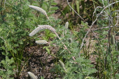 Dalea villosa