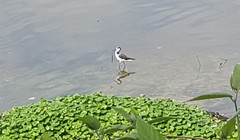 Himantopus mexicanus