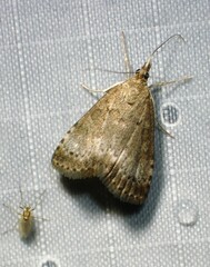 Udea inquinatalis