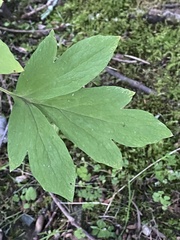 Lamprocapnos spectabilis