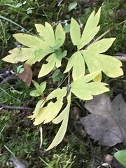 Lamprocapnos spectabilis