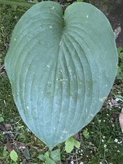 Hosta sieboldii