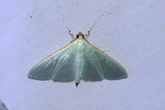 Stemorrhages amphitritalis