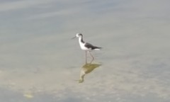 Himantopus mexicanus