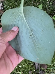 Hosta sieboldii