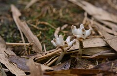 Burmannia championii