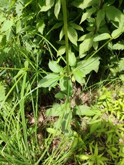 Scrophularia scorodonia