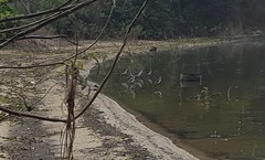 Himantopus mexicanus