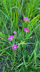 Sabatia campestris