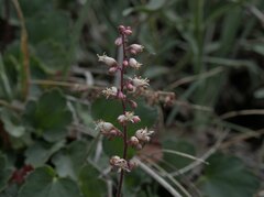 Heuchera parishii