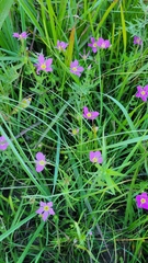 Sabatia campestris