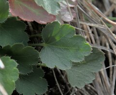 Heuchera parishii