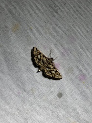 Hileithia magualis