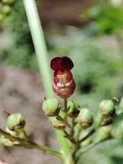 Scrophularia scorodonia