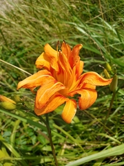 Hemerocallis fulva kwanso