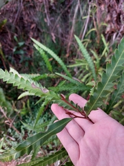 Grevillea longifolia