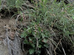 Heuchera parishii