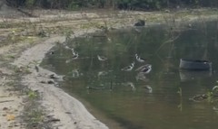 Himantopus mexicanus