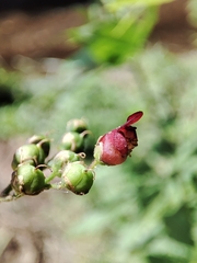 Scrophularia scorodonia