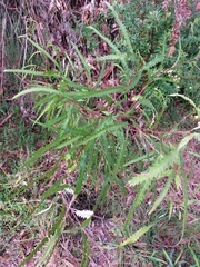 Grevillea longifolia