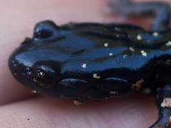 Aneides flavipunctatus