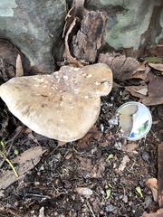 Leucopaxillus eucalyptorum