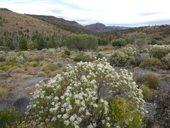 Cassinia laevis