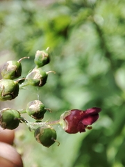 Scrophularia scorodonia