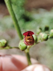 Scrophularia scorodonia